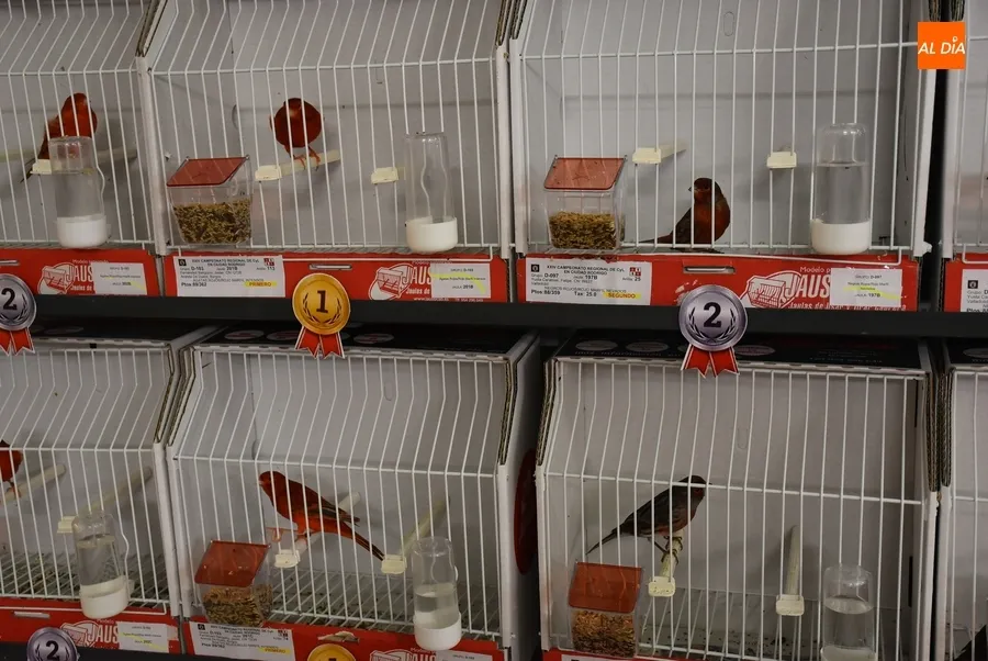 Foto 11 - El Campeonato de Castilla y Le&oacute;n de Ornitolog&iacute;a re&uacute;ne en Mir&oacute;briga a 1.200 p&aacute;jaros