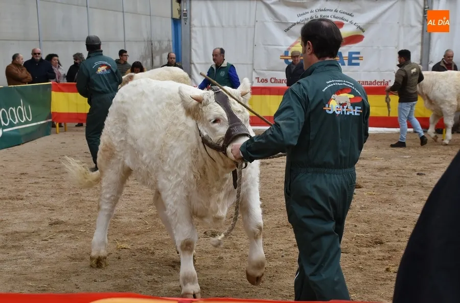 Foto 4 - &lsquo;Oportuno&rsquo;, gran vencedor de la Feria de San Andr&eacute;s 2022