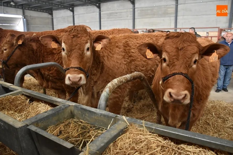 Foto 10 - &lsquo;Oportuno&rsquo;, gran vencedor de la Feria de San Andr&eacute;s 2022
