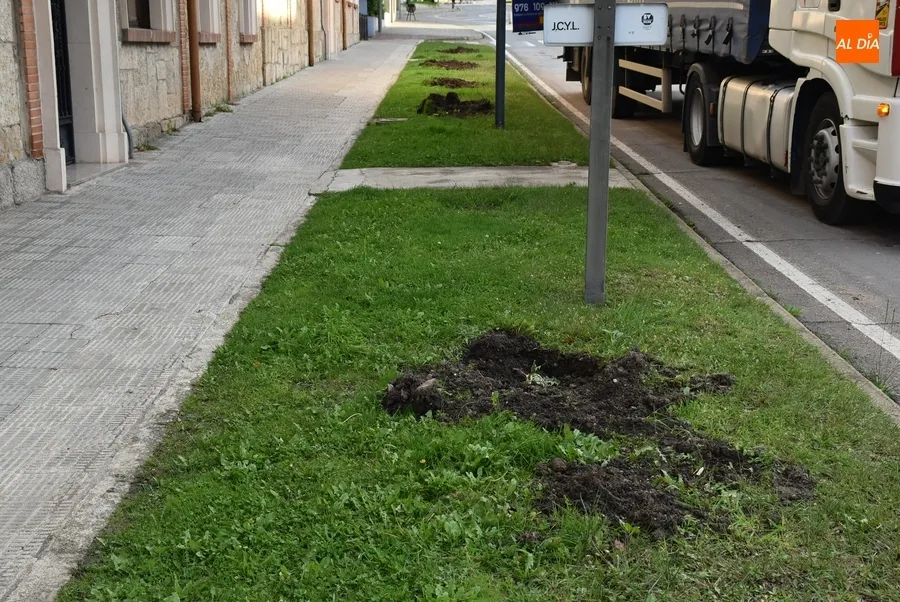 Foto 3 - La nueva mediana de la Avenida de Espa&ntilde;a empieza a tomar forma