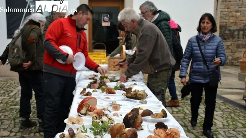 Foto 10 - Recolecci&oacute;n record de setas en las Jornadas Micol&oacute;gicas y Gastron&oacute;micas de Lumbrales