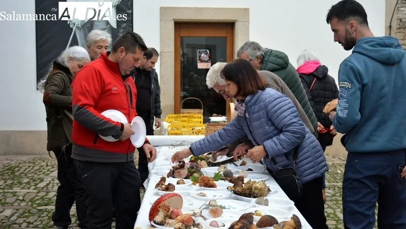 Foto 9 - Recolecci&oacute;n record de setas en las Jornadas Micol&oacute;gicas y Gastron&oacute;micas de Lumbrales