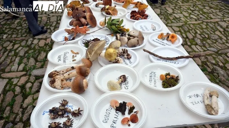 Foto 8 - Recolecci&oacute;n record de setas en las Jornadas Micol&oacute;gicas y Gastron&oacute;micas de Lumbrales