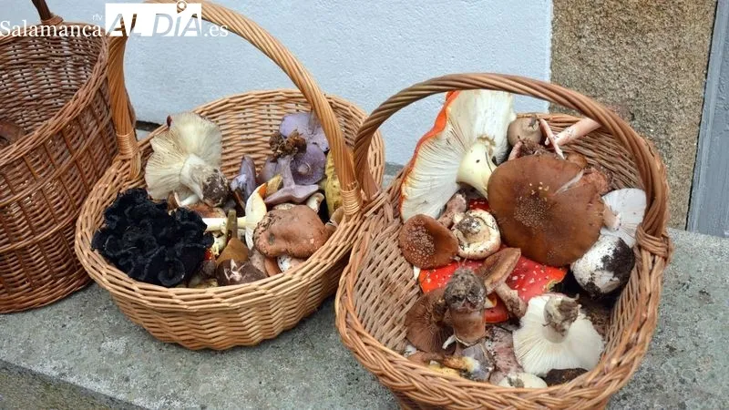 Foto 7 - Recolecci&oacute;n record de setas en las Jornadas Micol&oacute;gicas y Gastron&oacute;micas de Lumbrales