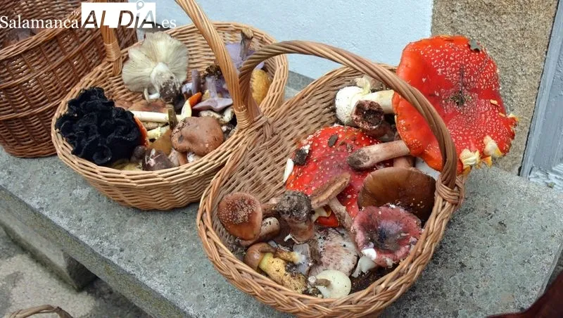 Foto 6 - Recolecci&oacute;n record de setas en las Jornadas Micol&oacute;gicas y Gastron&oacute;micas de Lumbrales