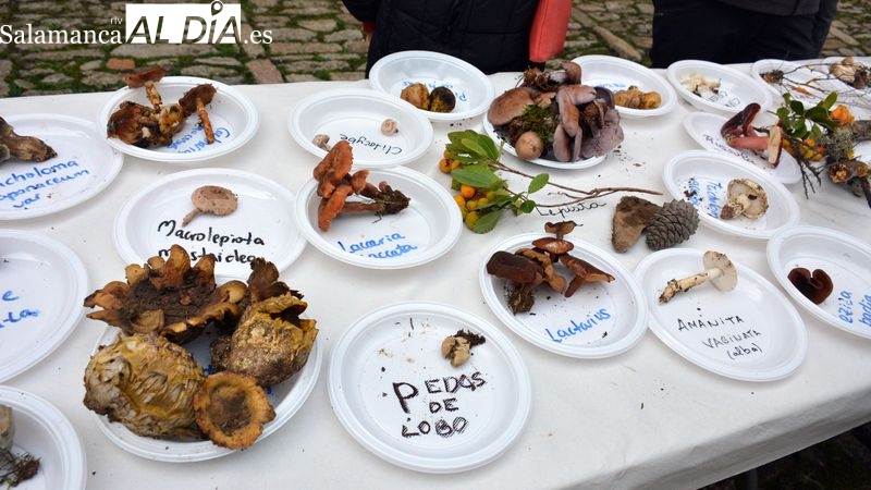 Foto 5 - Recolección record de setas en las Jornadas Micológicas y Gastronómicas de Lumbrales