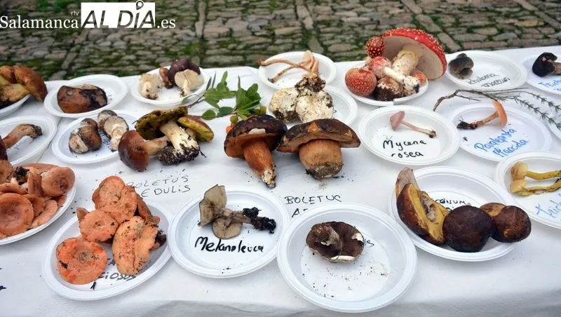 Foto 4 - Recolecci&oacute;n record de setas en las Jornadas Micol&oacute;gicas y Gastron&oacute;micas de Lumbrales