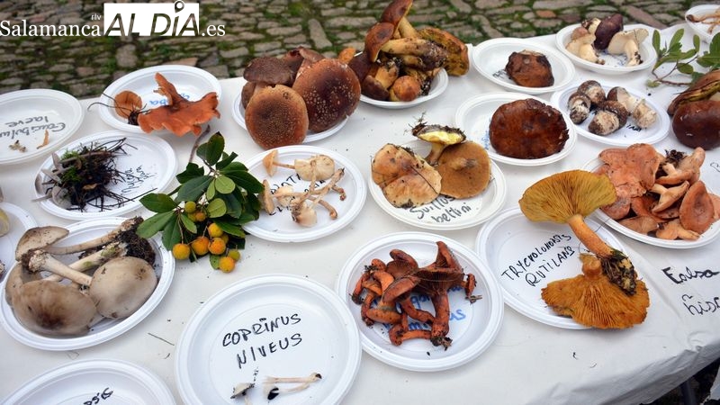 Foto 3 - Recolección record de setas en las Jornadas Micológicas y Gastronómicas de Lumbrales