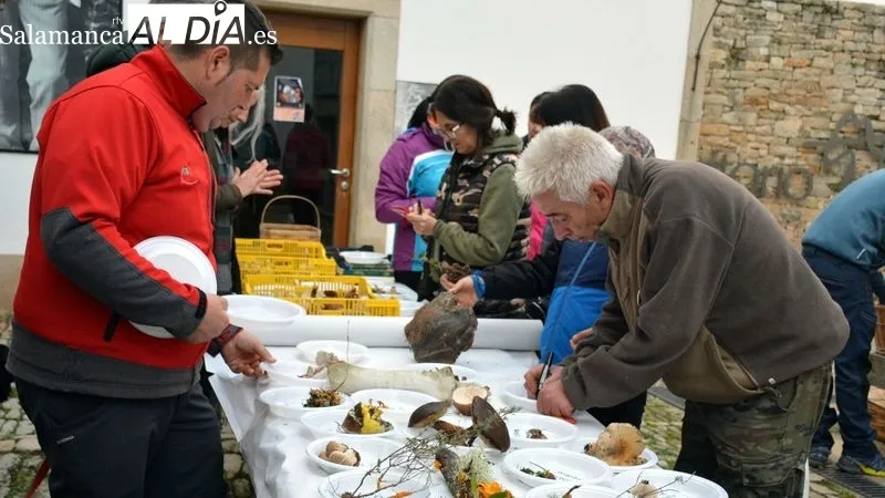 Foto 2 - Recolecci&oacute;n record de setas en las Jornadas Micol&oacute;gicas y Gastron&oacute;micas de Lumbrales