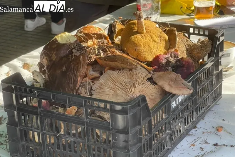 Decenas de personas participaban en el III Encuentro Micológico Ciudad de Peñaranda 