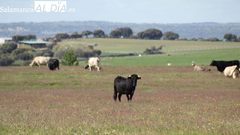 En el pastoreo extensivo, siega y biodiversidad, el período mínimo de pastoreo con animales propios de la explotación será de 90 días / CORRAL