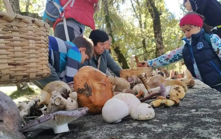 Foto 7 - Vecinos de El Payo disfrutan de una salida micol&oacute;gica conjunta