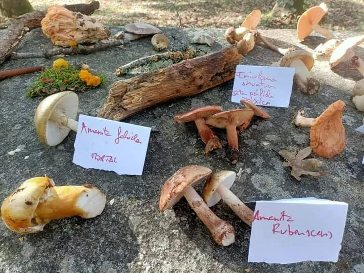 Foto 5 - Vecinos de El Payo disfrutan de una salida micol&oacute;gica conjunta