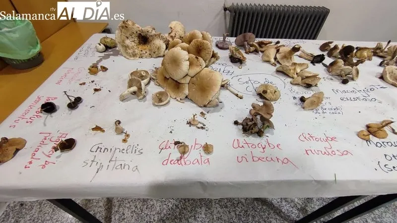 Interesante jornada micológica en Vitigudino / CORRAL