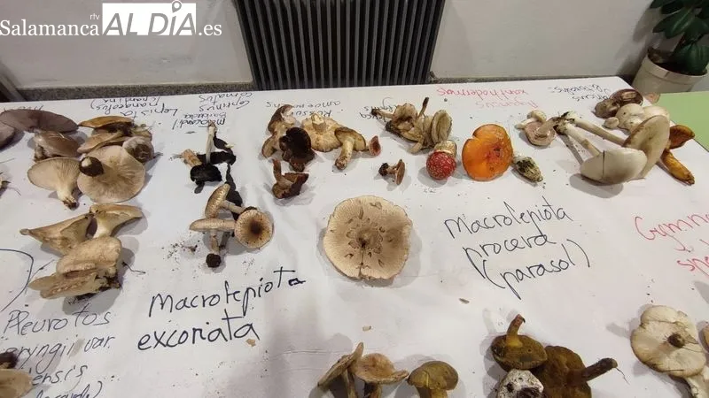 Interesante jornada micológica en Vitigudino / CORRAL