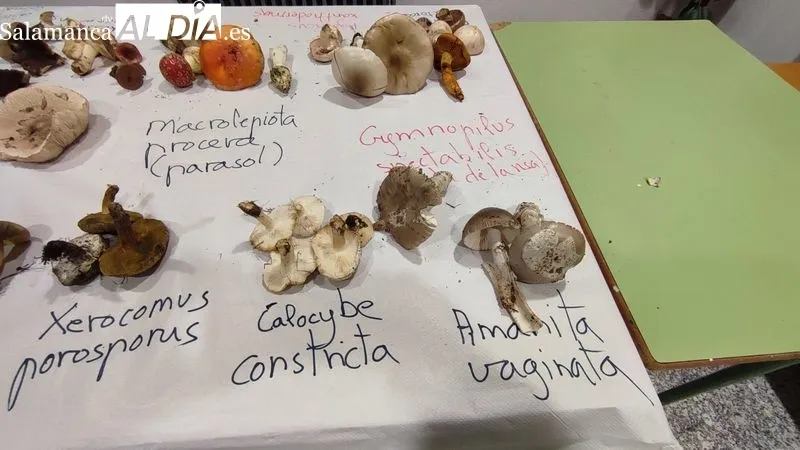 Interesante jornada micológica en Vitigudino / CORRAL