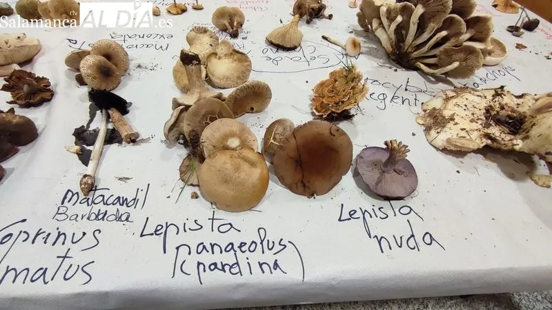 Interesante jornada micológica en Vitigudino / CORRAL