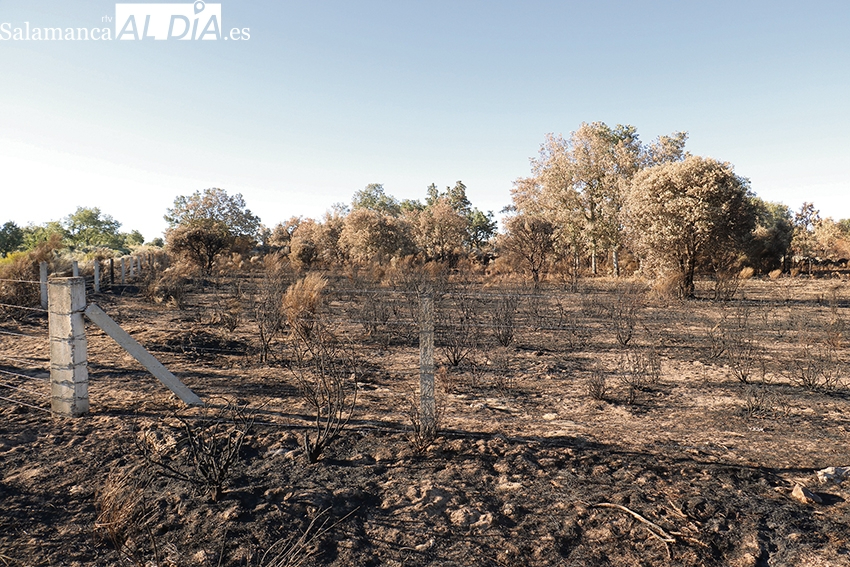 Terrenos calcinados en Almendra y donde los afectados esperan que la Junta quite el acotado de pastos para poder meer el ganado y optar a las ayudas PAC