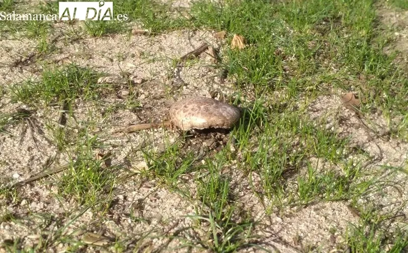 En estos días se pueden observar en el campo multitud de variedades de setas / FOTOS: VÍCTOR PACHO 