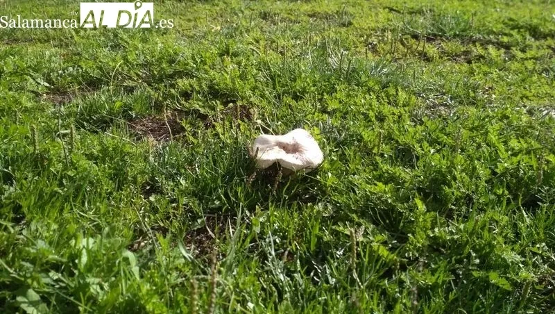 En estos días se pueden observar en el campo multitud de variedades de setas / FOTOS: VÍCTOR PACHO 