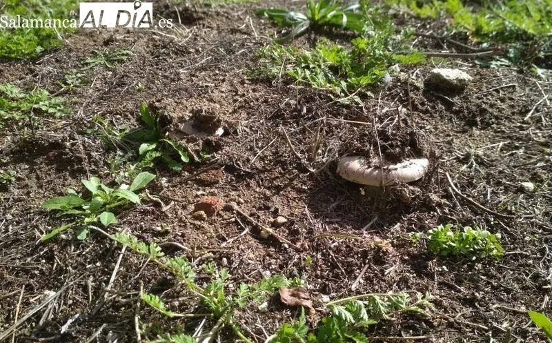 En estos días se pueden observar en el campo multitud de variedades de setas / FOTOS: VÍCTOR PACHO 