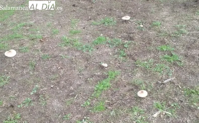 En estos días se pueden observar en el campo multitud de variedades de setas / FOTOS: VÍCTOR PACHO 