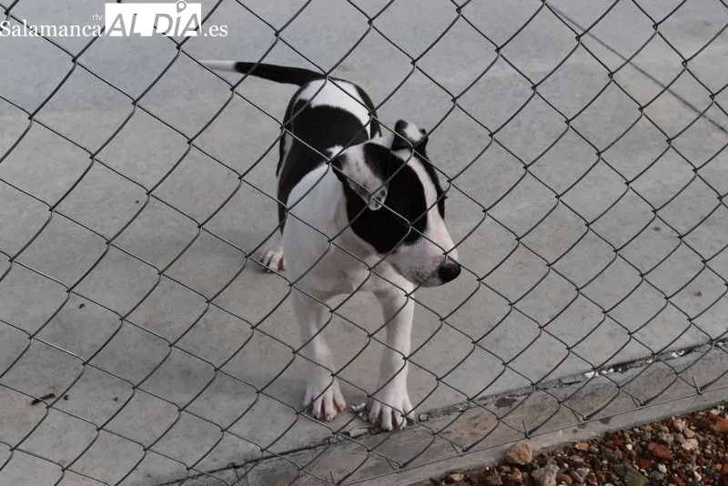 Nuevo Centro de Protección Animal de Salamanca. Foto de Vanesa Martins