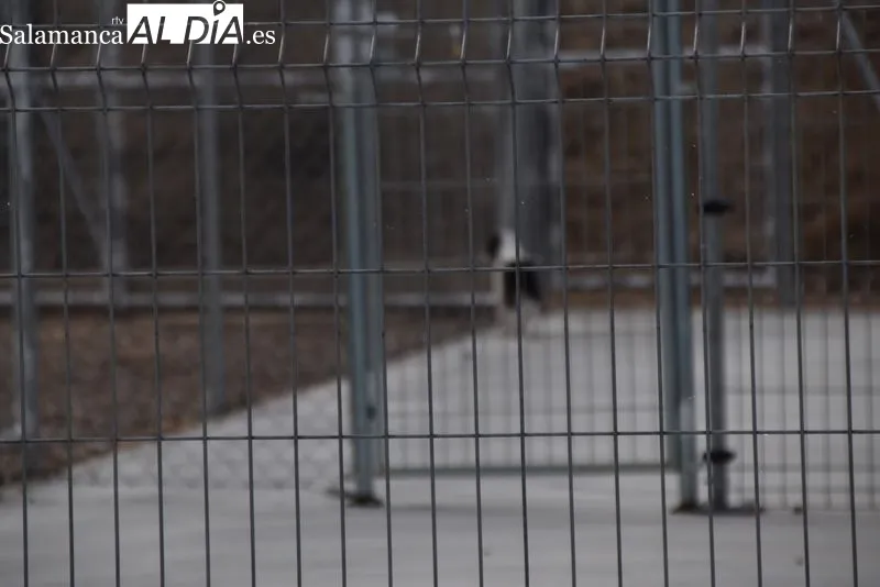Nuevo Centro de Protección Animal de Salamanca. Foto de Vanesa Martins