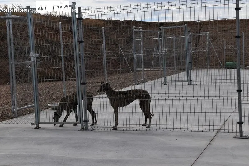 Nuevo Centro de Protección Animal de Salamanca. Foto de Vanesa Martins