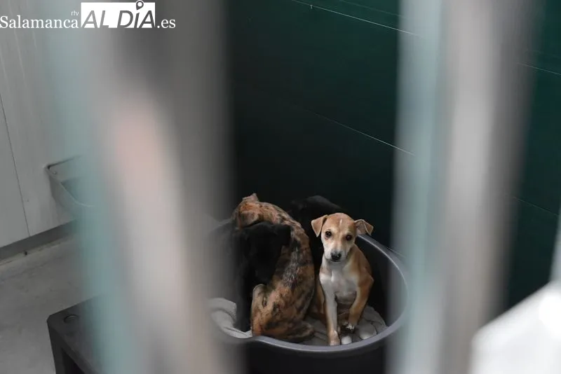 Nuevo Centro de Protección Animal de Salamanca. Foto de Vanesa Martins