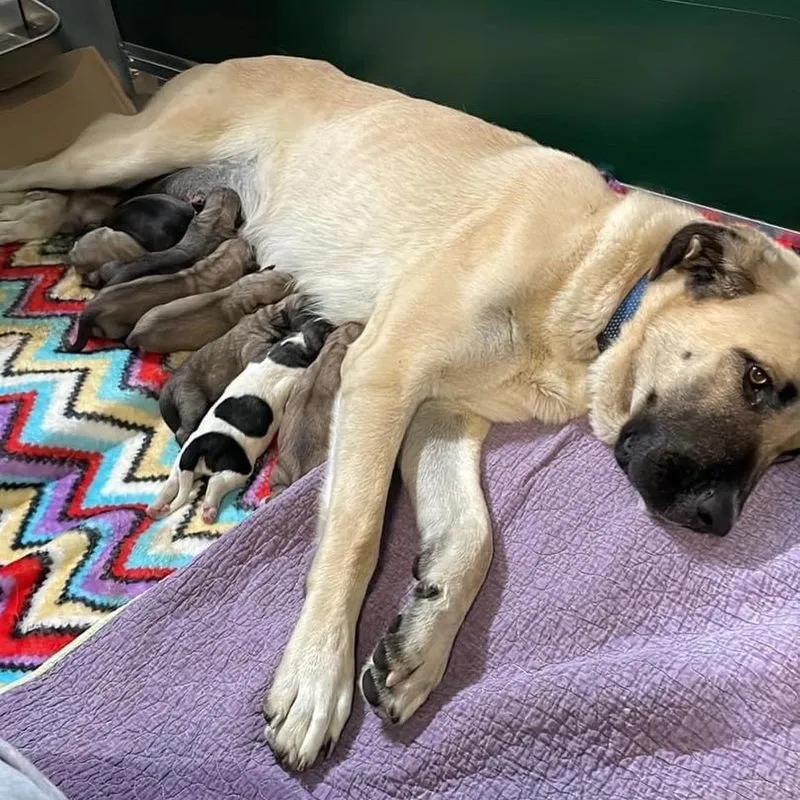 Animales perdidos y abandonados en el municipio de Salamanca. Fotos @Cmpa_Salamanca