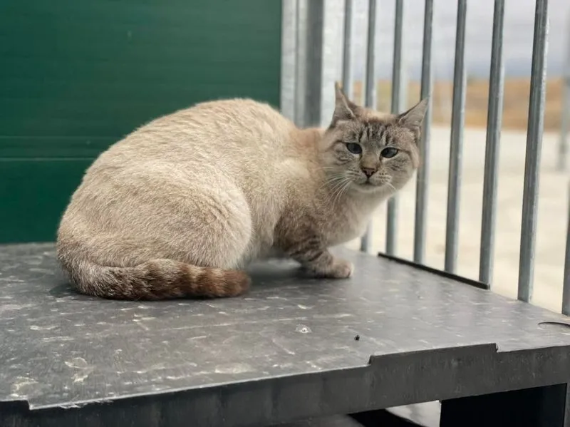 Animales perdidos y abandonados en el municipio de Salamanca. Fotos @Cmpa_Salamanca