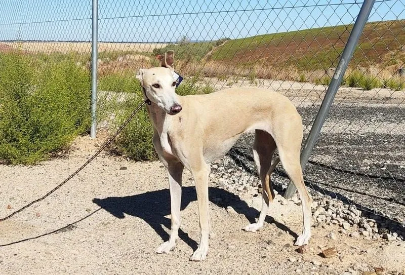 Animales perdidos y abandonados en el municipio de Salamanca. Fotos @Cmpa_Salamanca