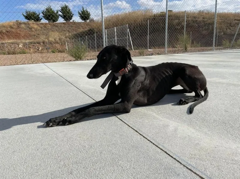 Animales perdidos y abandonados en el municipio de Salamanca. Fotos @Cmpa_Salamanca