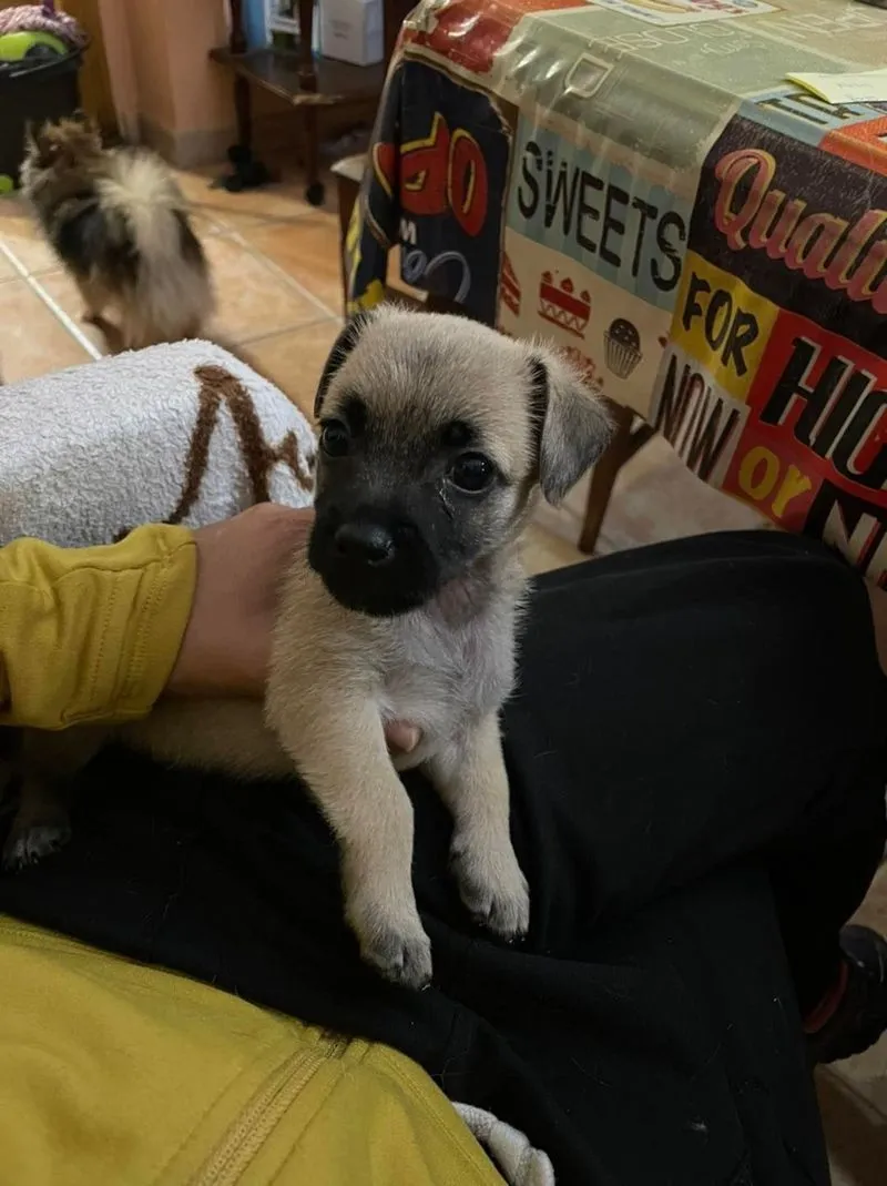 Animales perdidos y abandonados en el municipio de Salamanca. Fotos @Cmpa_Salamanca