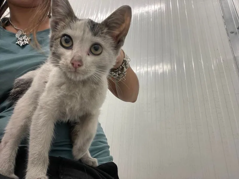Animales perdidos y abandonados en el municipio de Salamanca. Fotos @Cmpa_Salamanca