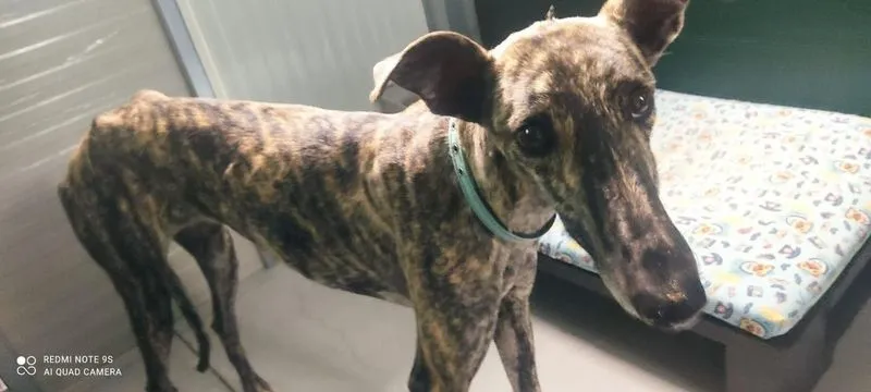 Animales perdidos y abandonados en el municipio de Salamanca. Fotos @Cmpa_Salamanca