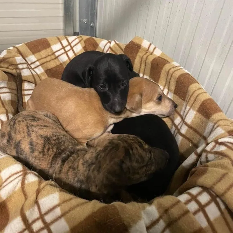 Animales perdidos y abandonados en el municipio de Salamanca. Fotos @Cmpa_Salamanca