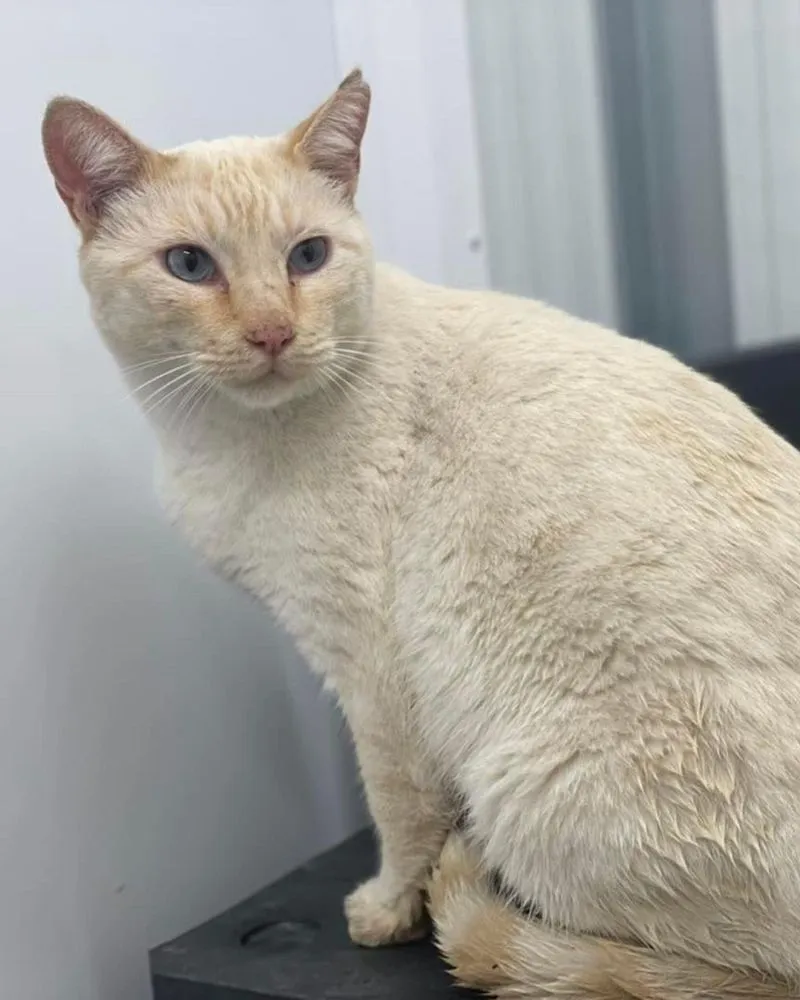 Animales perdidos y abandonados en el municipio de Salamanca. Fotos @Cmpa_Salamanca