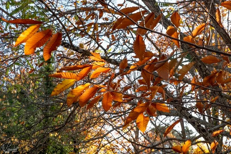 Imágenes de 'El Canalizo', en la Sierra de Béjar. Fotos: Manuel Lamas