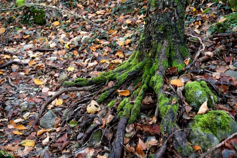 Imágenes de 'El Canalizo', en la Sierra de Béjar. Fotos: Manuel Lamas