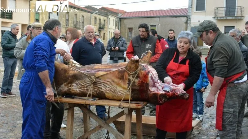 Foto 5 - La XXI Matanza T&iacute;pica del cerdo congrega a vecinos y turistas en Hinojosa de Duero