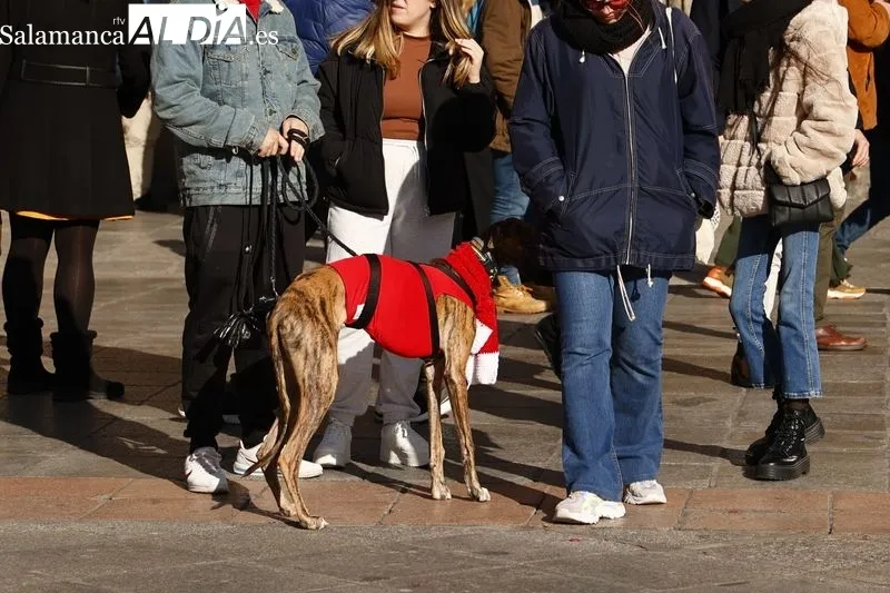 Ambiente en la Plaza Mayo en la mañana de este sábado de Nochevieja. Fotos: David Sañudo