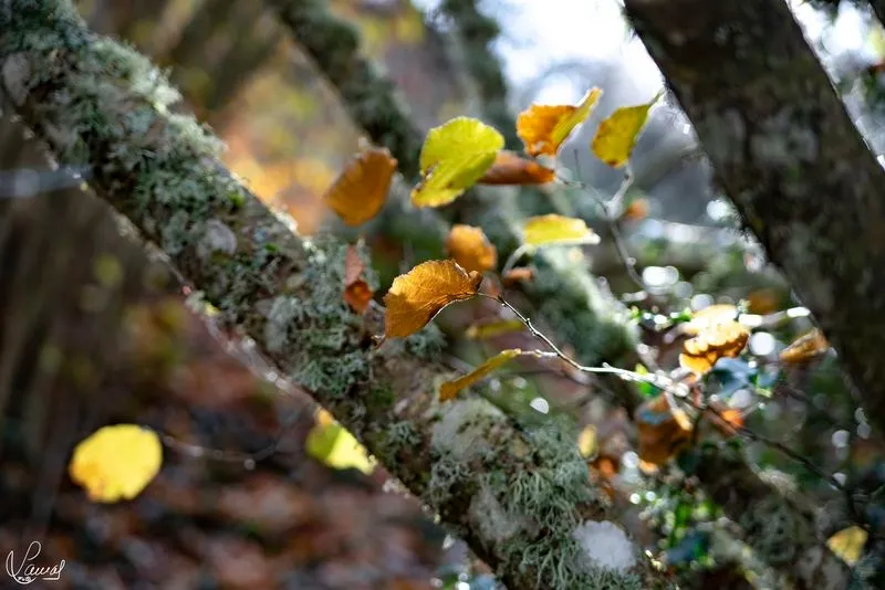 Imágenes de 'El Canalizo', en la Sierra de Béjar. Fotos: Manuel Lamas