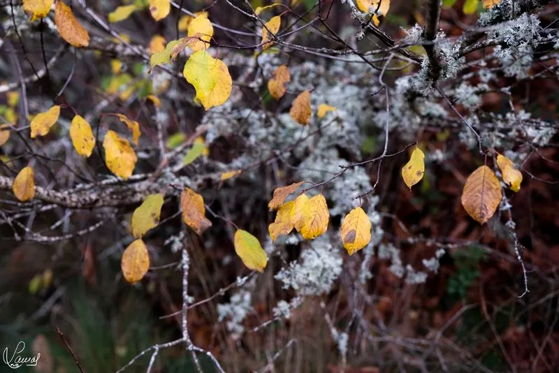 Imágenes de 'El Canalizo', en la Sierra de Béjar. Fotos: Manuel Lamas