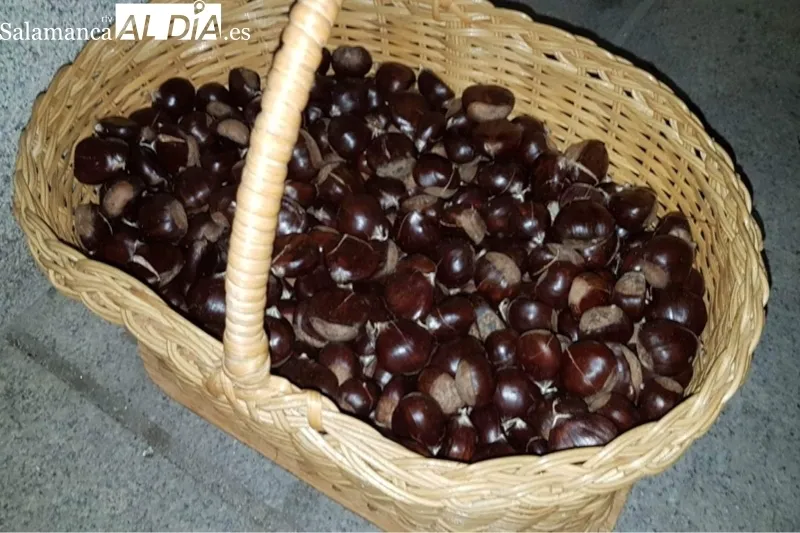 Macotera celebraba este sábado la Fiesta de la Castaña