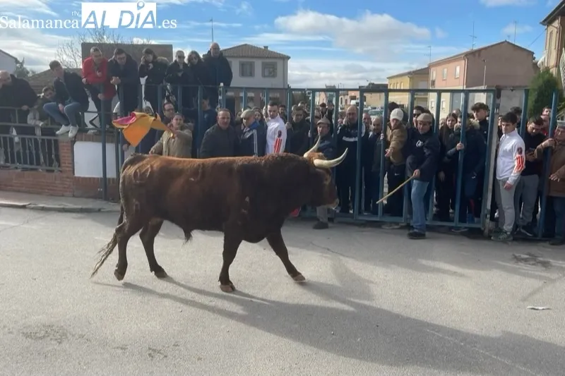 Cantalapiedra vivía un animado Toro de Cajón este sábado