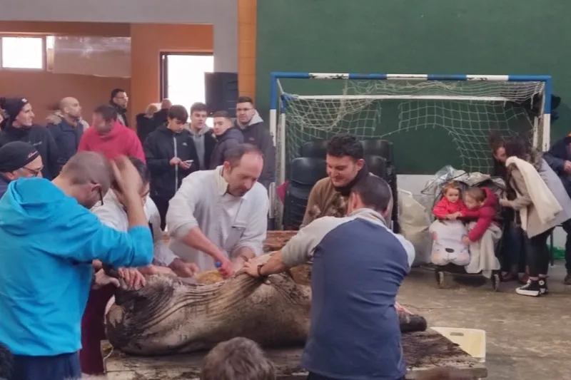 Cantalapiedra ha celebrado este jueves su Matanza Típica