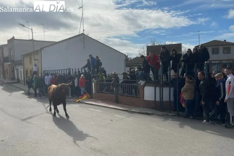 Cantalapiedra vivía un animado Toro de Cajón este sábado