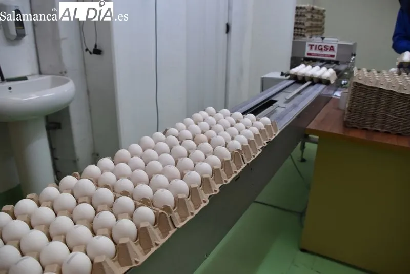 Foto 5 - &ldquo;Las necesidades de Salamanca est&aacute;n aumentando&rdquo;, explican desde el Banco de Alimentos